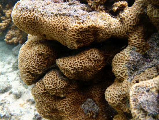  Pavona varians (Frilly Coral)